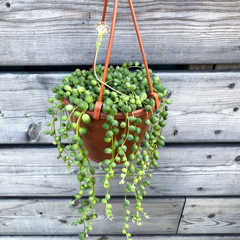 Senecio rowleyanus (Starček) - kont. C1L, výška 20-30 cm, ⌀12-15 cm - ZÁVESNÝ KVETINÁČ